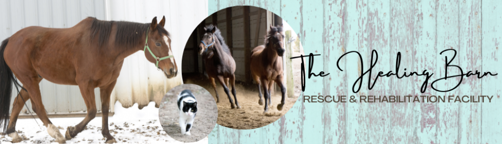 The Healing Barn Rescue & Rehabilitation