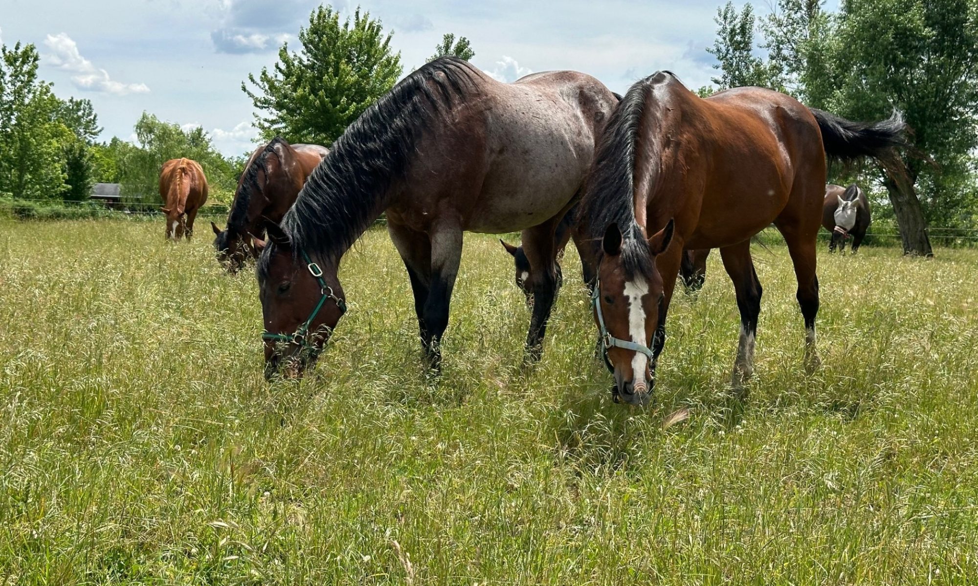 The Healing Barn Rescue, Rehabilitation & Sanctuary